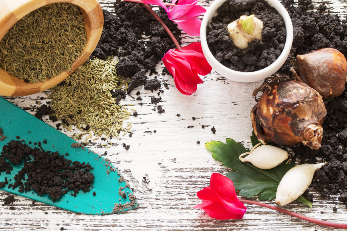 A guide to planting fall bulbs in Northern Utah News, Sports, Jobs